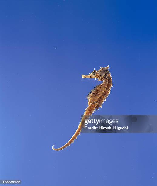 seahorse on blue background - zeepaardje stockfoto's en -beelden