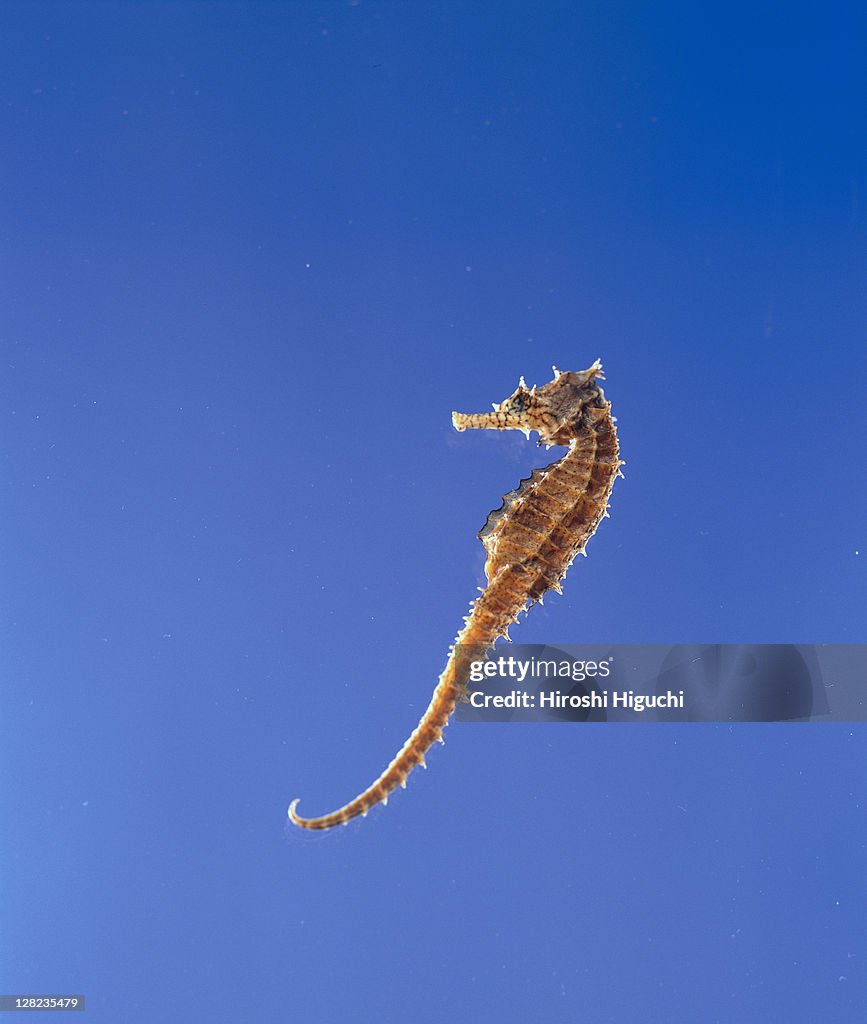 Seahorse on blue background