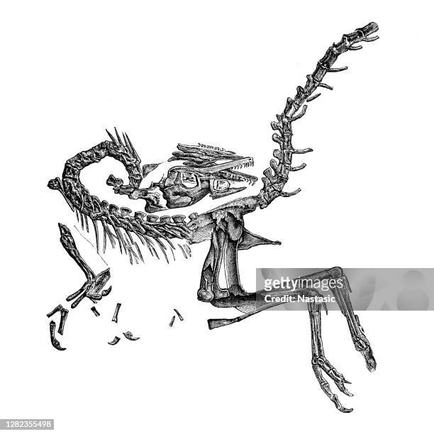 康普索尼亞圖斯是一種小型的雙足動物,食肉恐龍。這種動物和火雞一樣大,生活在大約1.5億年前。 - palaeontology 幅插畫檔、美工圖案、卡通及圖標