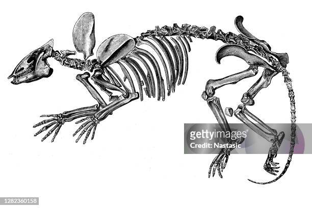 phenacodus is an extinct genus of mammals from the late paleocene through middle eocene, about 55 million years ago - eocene stock illustrations