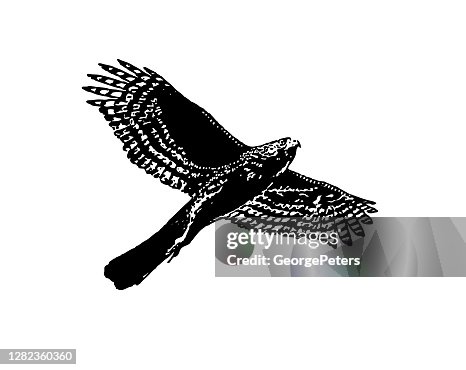 Flying Hawk Vector