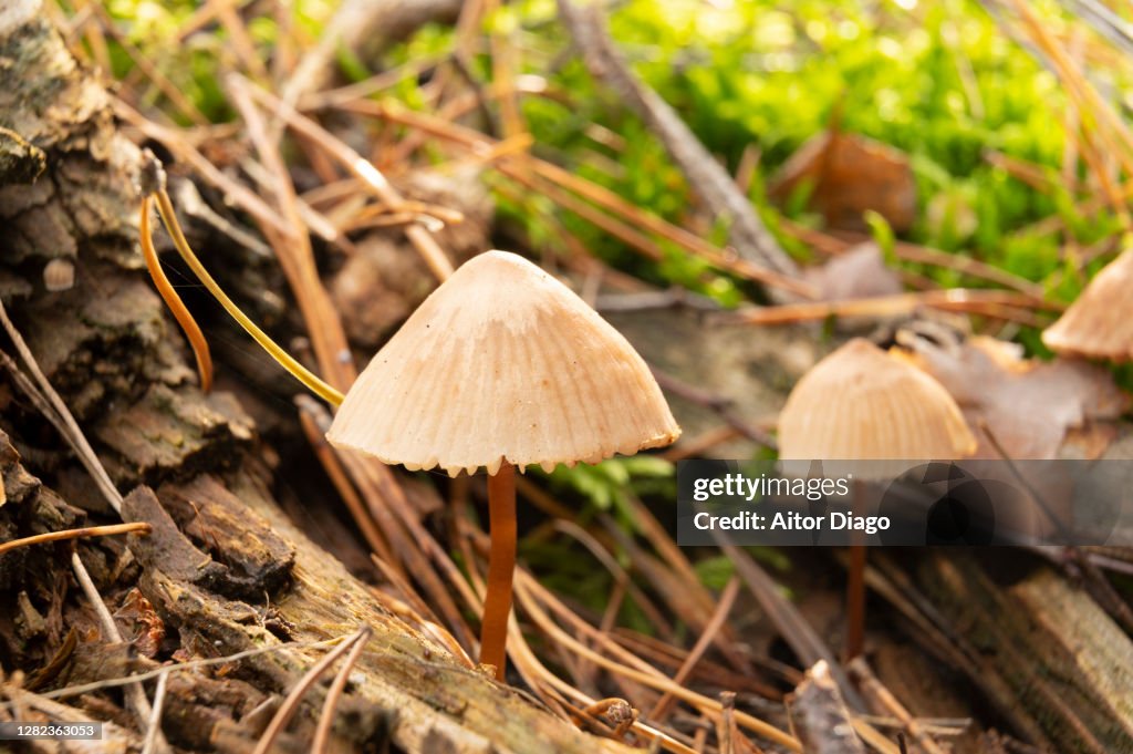 Marasmius oreades. Fairy ring mushrooms growing on the forest floor. Germany (Brandenburg)