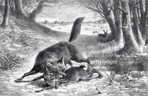 ilustrações de stock, clip art, desenhos animados e ícones de fox rips a hare - animal selvagem