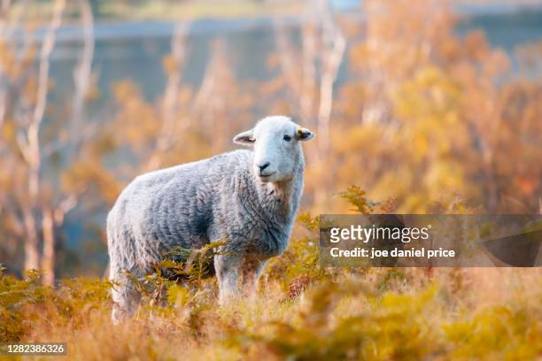 herdwick sheep, autumn, buttermere, lake district, cumbria, england - lake district autumn stockfoto's en -beelden