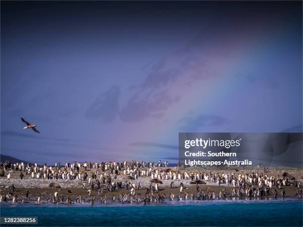 king penguins at their breeding colony, salisbury plain, south georgia island, southern atlantic ocean. - king penguin imagens e fotografias de stock