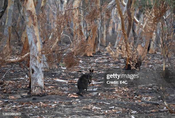 überlebende tierwelt bei australischen waldbränden - australia wildfires stock-fotos und bilder