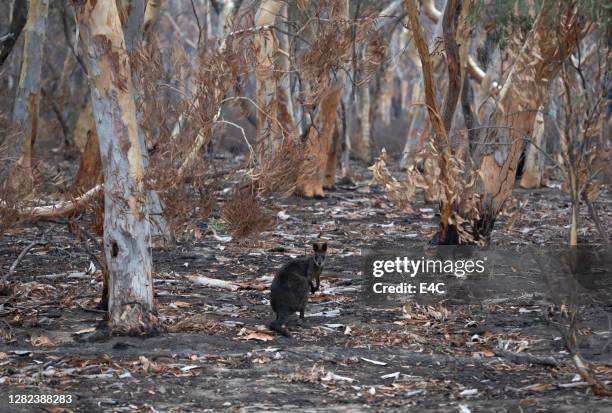 survivre à la faune pendant les feux de forêt australiens - australia wildfires photos et images de collection