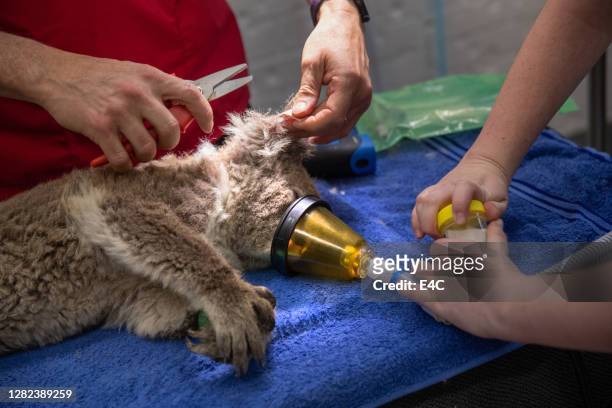 koala rescatada de un incendio forestal australiano - australia wildfire fotografías e imágenes de stock