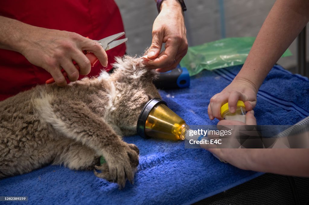 Koala rescued from an Australian wildfire