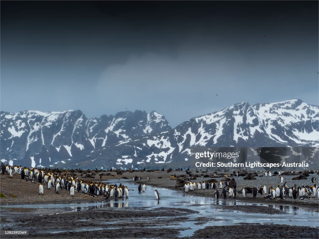 King Penguins, in their breeding colony, Salisbury Plain, South Georgia Island, South Atlantic Ocean.