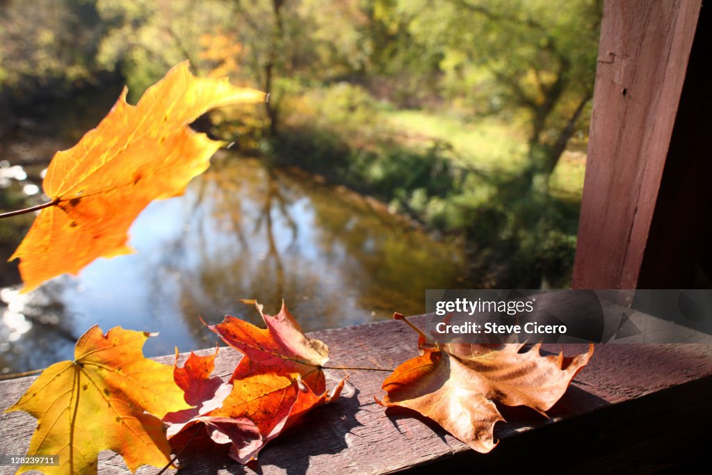 Autumn leaves collecting on covered bridge