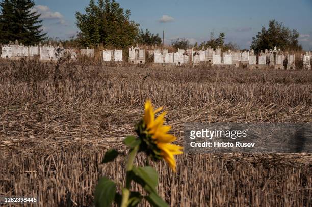Sunflower grows in the field in front of the old graveyard of Kutovo village on October 26, 2020 in Vidin, Bulgaria. The northwest region of Bulgaria...