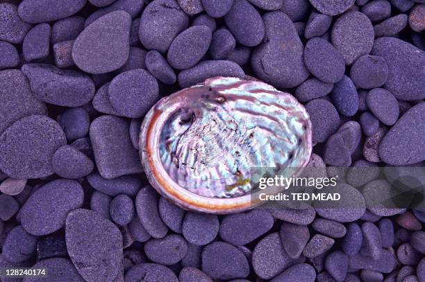 Iridescent Shell Photos and Premium High Res Pictures - Getty Images