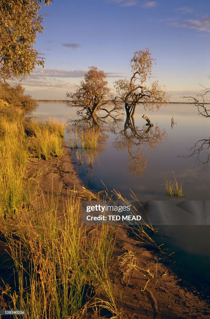 Coongie lake w/trees, innamincka regional reserve, sa, australia