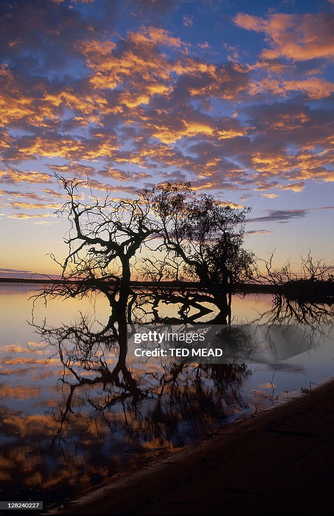 Coongie lake w/trees at sunset, innamincka regional reserve, sa, aust.