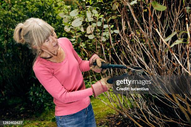frau mit gartenlopperauf rhododendron busch - rhododendron stock-fotos und bilder