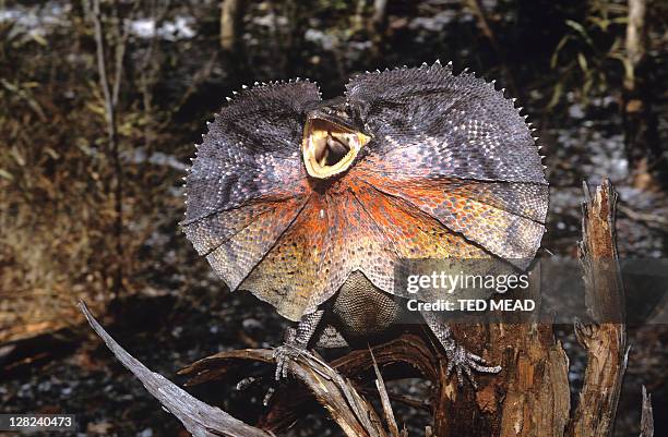 Neglect Lizard 1,326 Bright Lizard Stock Photos, High-Res Pictures, and Images - Getty ...