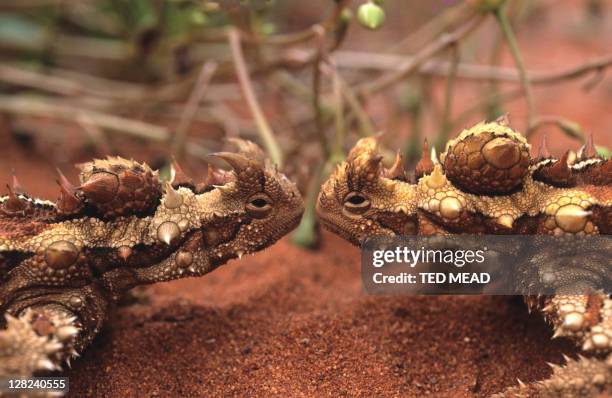 thorny devil (moloch horridus) - diabo espinhoso imagens e fotografias de stock
