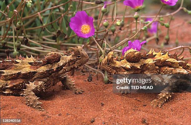thorny devil (moloch horridus) - diabo espinhoso imagens e fotografias de stock