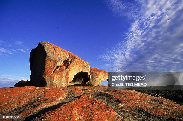 remarkable rocks on coast, kangaroo island, flinders chase np, sa - kangaroo on beach foto e immagini stock