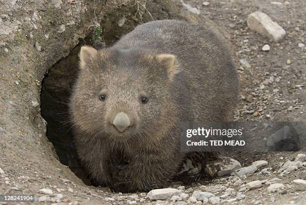 wombat, vombatus ursinus, tasmania, australia - wombat fotografías e imágenes de stock