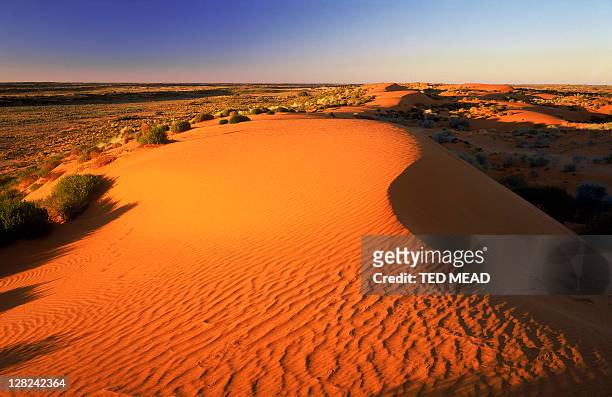 sand dunes at sunrise, simpson desert, sa, australia - simpson desert imagens e fotografias de stock