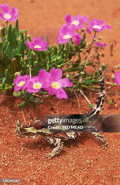 thorny devil beside pink desert flower - diabo espinhoso imagens e fotografias de stock