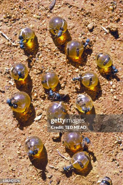 honeypot ants on ground - honeypot ant stock pictures, royalty-free photos & images