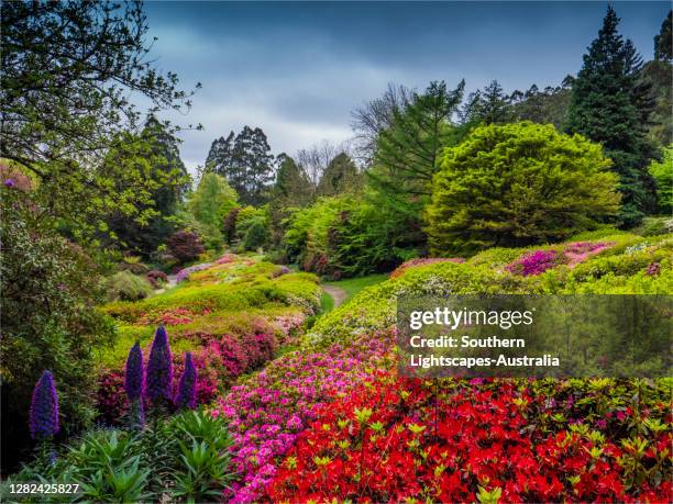 Springtime In Australia Australian National Flower Photos and Premium High Res Pictures - Getty ...