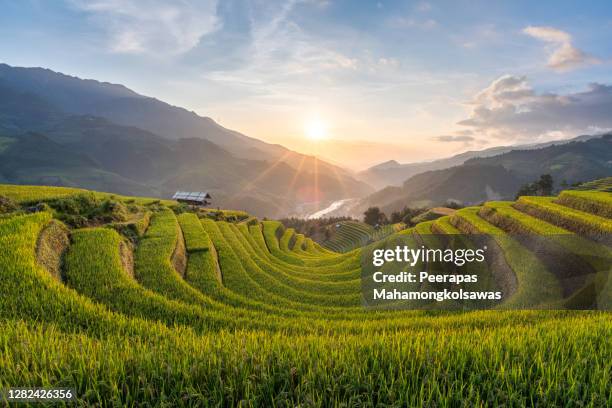 the beautiful layer and curve in rice terrace from mu cang chai,vietnam - mù cang chải stock pictures, royalty-free photos & images