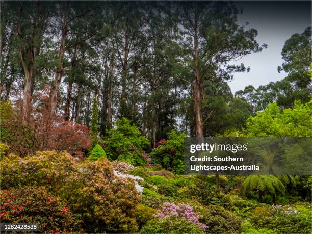 Springtime In Australia 992 Australian National Flower Stock Photos, High-Res Pictures, and ...