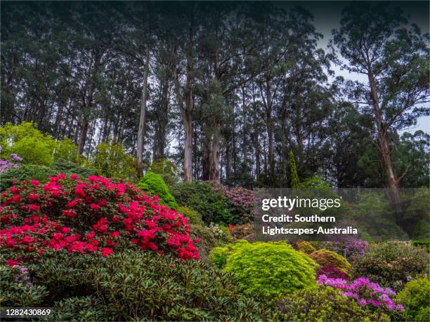 Springtime In Australia 992 Australian National Flower Stock Photos, High-Res Pictures, and ...