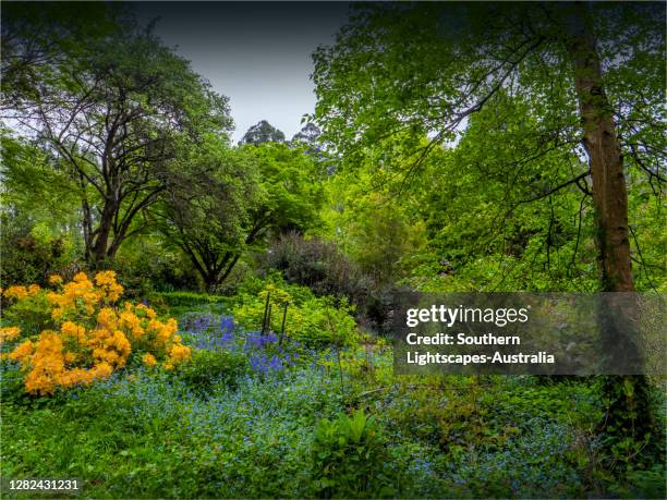Springtime In Australia 992 Australian National Flower Stock Photos, High-Res Pictures, and ...