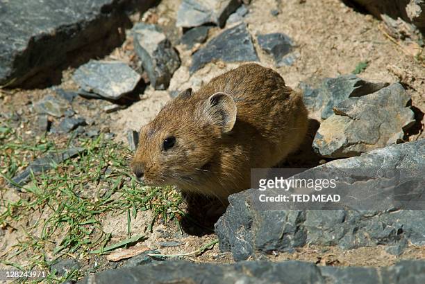a mongolian gerbil (meriones meridianus unguiculatus) a small rodent like mammal found in the gurvan saikhan national park, central gobi desert, mongolia. - gerbo fotografías e imágenes de stock