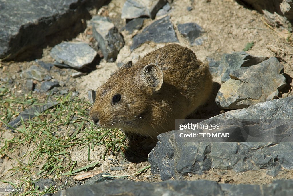 Garbil A Mongolian Gerbil A Small Rodent Like Mammal Found In The Gurvan ...
