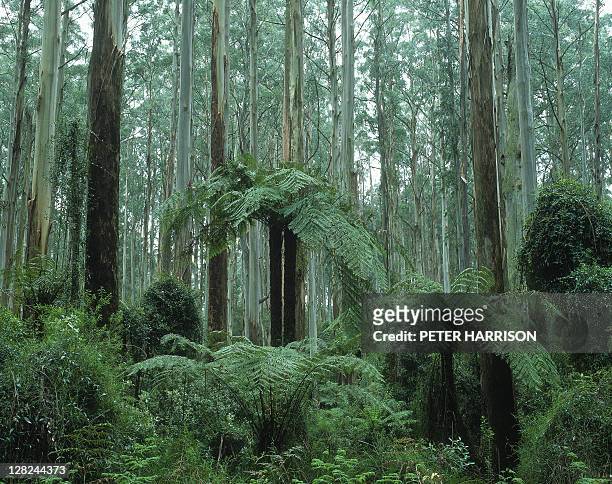 forest of eucalypts & ferns, dandenongs,victoria, australia - indigenous australia stock pictures, royalty-free photos & images