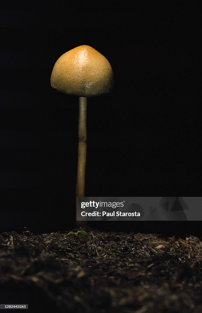 Stropharia semiglobata (dung roundhead, halfglobe mushroom, hemispheric stropharia)