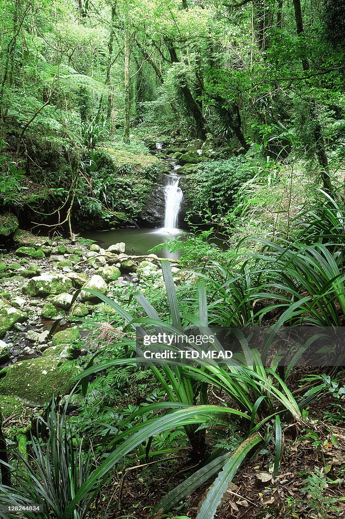 Waterfall & stream in rainforest, queensland, australia