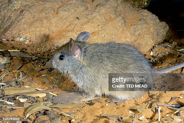 endangered lesser stick-nest rat (leporillus apicalis) - rats nest stock pictures, royalty-free photos & images
