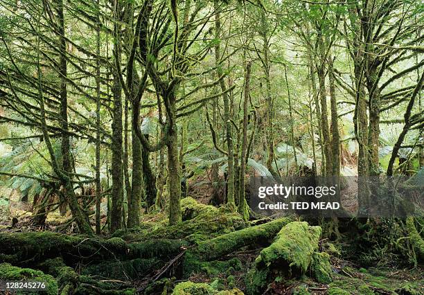 Sassafras Photos and Premium High Res Pictures - Getty Images