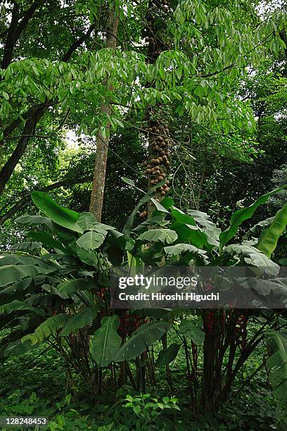 rio de janeiro, brazil, south america - heliconia bihai stock pictures, royalty-free photos & images