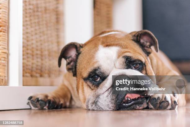 senior english bulldog lying on the floor looking up - bulldog inglés fotografías e imágenes de stock