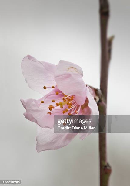 peach blossom - fiore di pesco foto e immagini stock