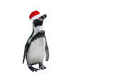 Funny penguin in red santa claus hat isolated on white.