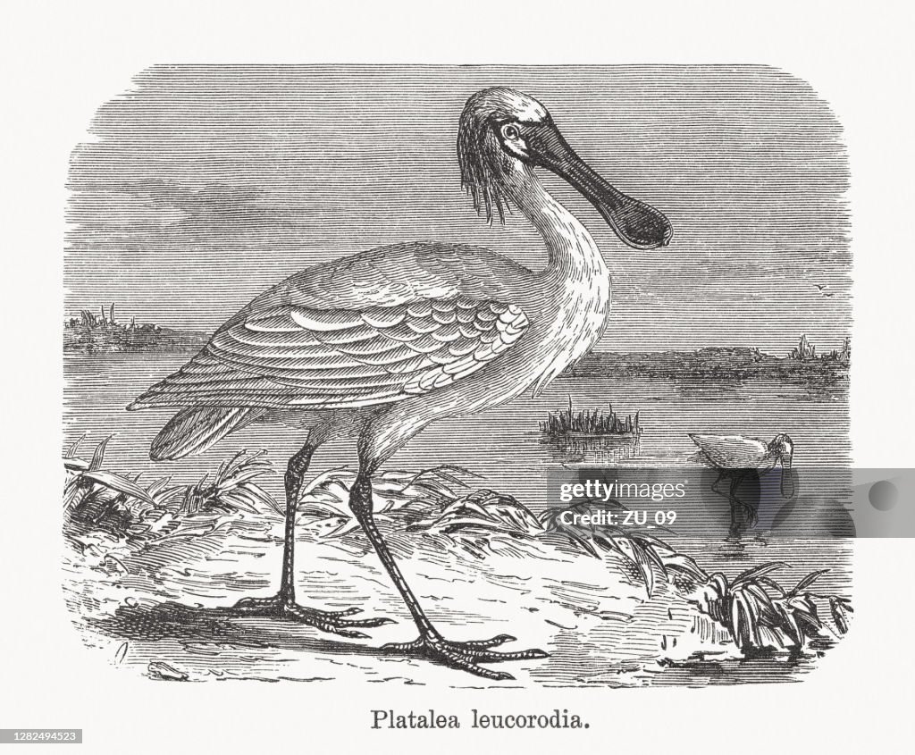 Eurasian spoonbill (Platalea leucorodia), wood engraving, published in 1893