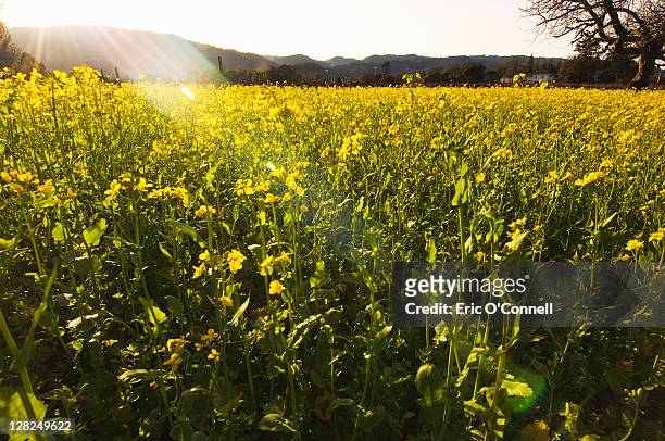mustard field, napa valley, ca - mustard plant stock pictures, royalty-free photos & images