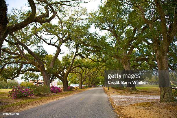 row of live oaks, spring hill college, mobile, alabama - groenblijvende eik stockfoto's en -beelden