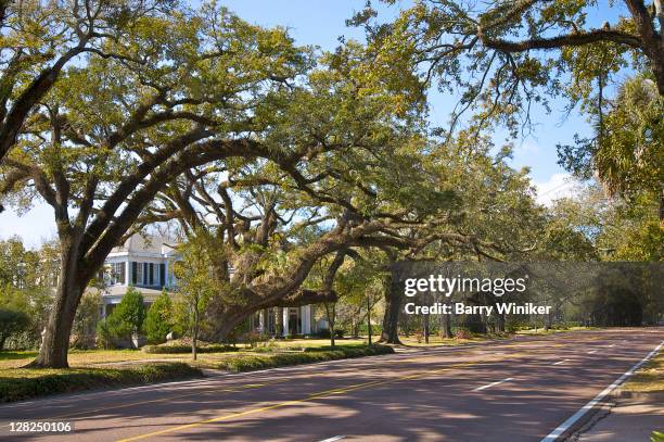 live oaks spanning government street in oakleigh gardents historic district, mobile, alabama - mobile alabama stock pictures, royalty-free photos & images