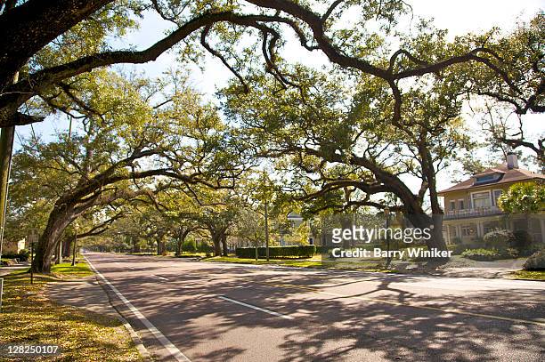 live oaks spanning government street in oakleigh gardents historic district, mobile, alabama - mobile alabama photos et images de collection