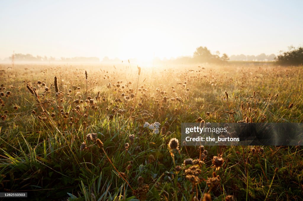 Wildflowers at idyllic landscape and fog during sunrise in the morning, rural scene